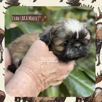 *~* IVAN AKA MOOSE *~*, a male Shih Tzu for sale in Nashville, TN – Photo 6 of 10