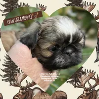 *~* IVAN AKA MOOSE *~*, a male Shih Tzu for sale in Nashville, TN – Photo 3 of 10