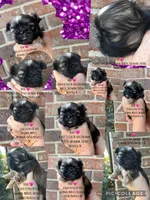 Beautiful little dolly !! VIDEO IN AD, a female Shih Tzu for sale in Nashville, TN – 3 of 5