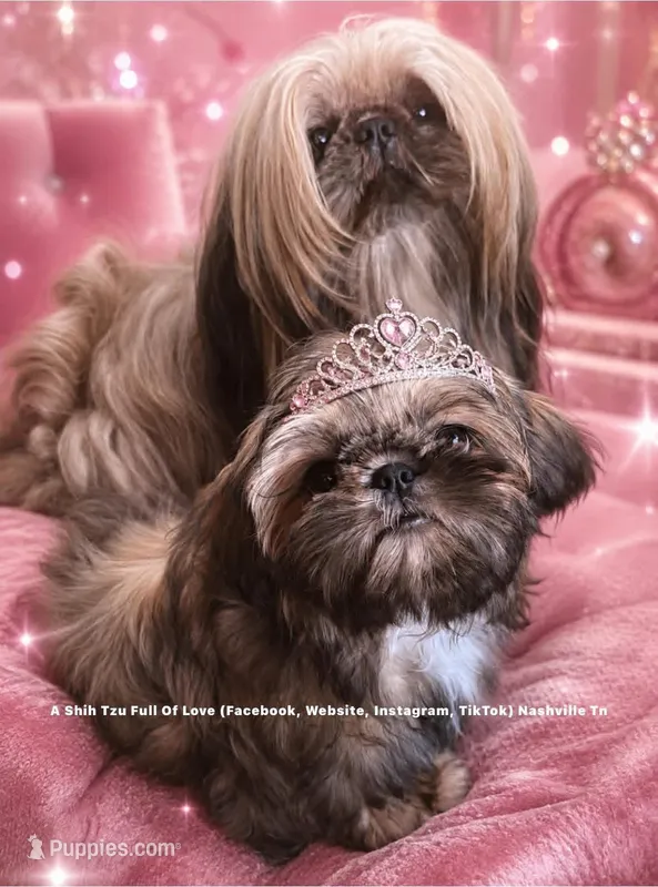 ~~ Tiny Princess Mila ~~ (video in ad) – Shih Tzu puppy for sale in Nashville, TN