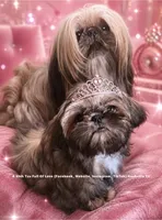 ~~ Tiny Princess Mila ~~ (video in ad), a male Shih Tzu for sale in Nashville, TN – 1 of 10