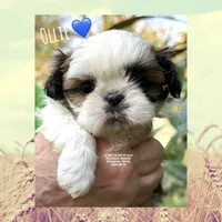 ~* OLLIE BUG *~, a male Shih Tzu for sale in Nashville, TN – Photo 3 of 10