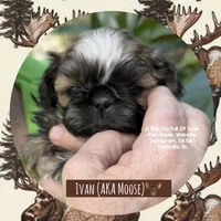 ~* OLLIE BUG *~, a male Shih Tzu for sale in Nashville, TN – Photo 9 of 10
