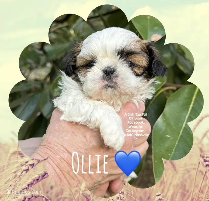 ~* OLLIE BUG *~ – Shih Tzu puppy for sale in Nashville, TN