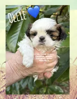 ~* OLLIE BUG *~, a male Shih Tzu for sale in Nashville, TN – Photo 2 of 10