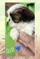 ~* OLLIE BUG *~, a male Shih Tzu for sale in Nashville, TN – Photo 7 of 10