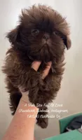 TINY STUNNING GORGEOUS PRINCESS POSEY Beautiful sweetheart VIDEO IN AD, a female Shih Tzu for sale in Nashville, TN – 4 of 10
