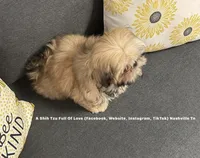 Sweetest Little boy you will ever meet!! * Moose * , a male Shih Tzu for sale in Nashville, TN – 6 of 9