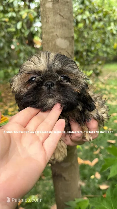 Princess 👑 Mila  – Shih Tzu puppy for sale in Nashville, TN