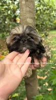 Princess 👑 Mila , a female Shih Tzu for sale in Nashville, TN – 1 of 10