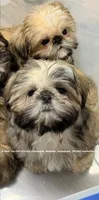 *Prince William * Sweetest Snuggle Buggle EVER!! (Video in ad), a female Shih Tzu for sale in Nashville, TN – 4 of 8