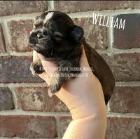 *** William ***, a male Shih Tzu for sale in Nashville, TN – Photo 4 of 10