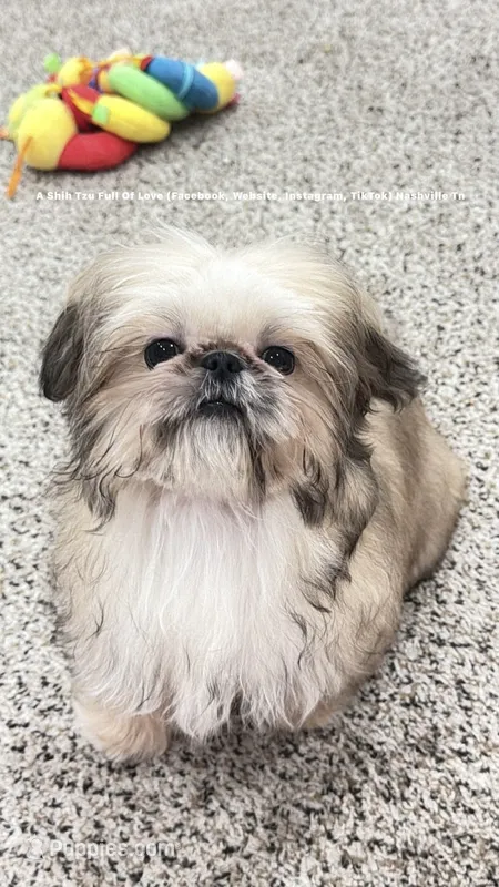 ** Moose ** the most absolute Sweetest Tiny little man  – Shih Tzu puppy for sale in Nashville, TN