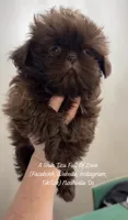 Poppy girl!! BEAUTIFUL LITTLE GIRL!! * VIDEO IN AD * , a female Shih Tzu for sale in Nashville, TN – 6 of 7