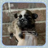 ~~ Ivan ~~ AKA MOOSE !!, a male Shih Tzu for sale in Nashville, TN – Photo 3 of 10