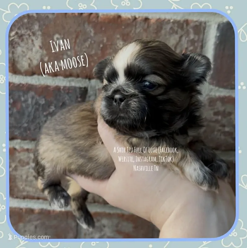 ~~ Ivan ~~ AKA MOOSE !! – Shih Tzu puppy for sale in Nashville, TN