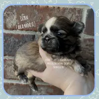 ~~ Ivan ~~ AKA MOOSE !!, a male Shih Tzu for sale in Nashville, TN – Photo 1 of 10
