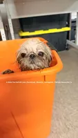 Tiny Sweet baby moose!! HANDSOME SWEETHEART EVER!! ** video in ad**, a male Shih Tzu for sale in Nashville, TN – 2 of 10