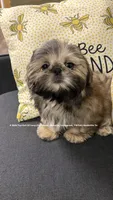 Prince William * Sweetest Snuggle Buggle EVER!! (Video in ad), a male Shih Tzu for sale in Nashville, TN – 3 of 5