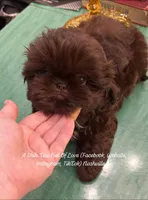 Stunning tiny dazzling little Dolly!!! <<< VIDEO IN AD >>>, a female Shih Tzu for sale in Nashville, TN – 8 of 10