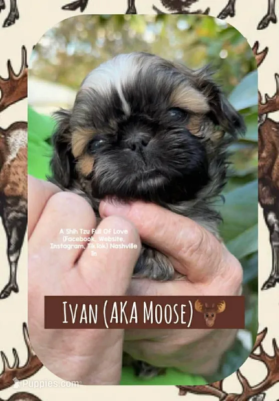 ~~* IVAN AKA MOOSE *~~ – Shih Tzu puppy for sale in Nashville, TN