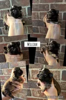 ~~ MILA ~~ PRINCESS, a female Shih Tzu for sale in Nashville, TN – Photo 8 of 10