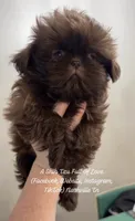 Stunning tiny dazzling little Dolly!!! <<< VIDEO IN AD >>>, a female Shih Tzu for sale in Nashville, TN – 10 of 10