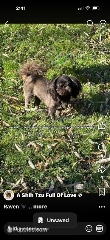 ** SWEET TINY LITTLE RAVEN!! ** – Shih Tzu puppy for sale in Nashville, TN