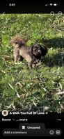 ** SWEET TINY LITTLE RAVEN!! **, a female Shih Tzu for sale in Nashville, TN – 1 of 2
