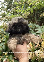 *** Tiny Princess Mila ***, a female Shih Tzu for sale in Nashville, TN – 5 of 9