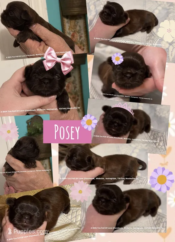 Posey !! GORGEOUS, CHOCOLATE LIVER GIRL !! Video in ad – Shih Tzu puppy for sale in Nashville, TN