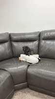 TINY LITTLE RAVEN!! 5lbs full grown Truly a sweetheart!! VIDEO IN AD, a female Shih Tzu for sale in Nashville, TN – 3 of 5