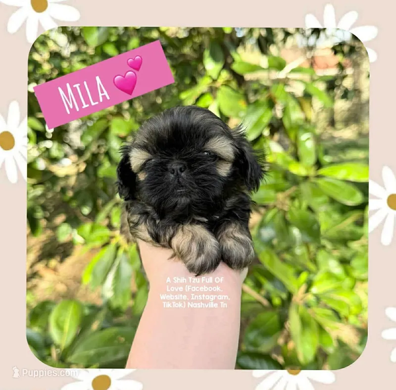 ~~ PRINCESS MILA  ~~ – Shih Tzu puppy for sale in Nashville, TN