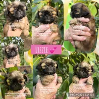 ~~ PRINCESS MILA  ~~, a female Shih Tzu for sale in Nashville, TN – Photo 6 of 6