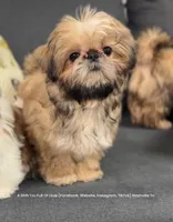 Sweetest Little boy you will ever meet!! * Moose * video in ad, a male Shih Tzu for sale in Nashville, TN – 7 of 10