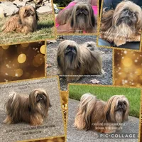 LIVING SNUGGLY TEDDY BEAR!! Handsome little Graham 💙 video in ad, a male Shih Tzu for sale in Nashville, TN – 3 of 9