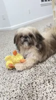 Tiny Moose!! Sweetest little man you will ever meet!!, a male Shih Tzu for sale in Nashville, TN – 3 of 8