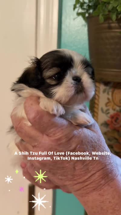 STUNNING DAZZLING LITTLE DOLLY !! Video in ad :), a female Shih Tzu for sale in Nashville, TN – 2 of 10