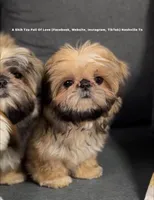 Sweetest baby EVER!!! Tiny little Moose. Video in ad, a female Shih Tzu for sale in Nashville, TN – 9 of 10