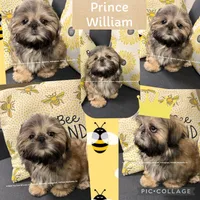 ** Ivan (aka moose) **, a male Shih Tzu for sale in Nashville, TN – 7 of 10