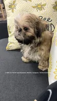 ** Ivan (aka moose) **, a male Shih Tzu for sale in Nashville, TN – 2 of 10