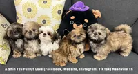 ** Ivan (aka moose) **, a male Shih Tzu for sale in Nashville, TN – 5 of 10