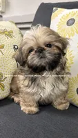 ** Ivan (aka moose) **, a male Shih Tzu for sale in Nashville, TN – 3 of 10