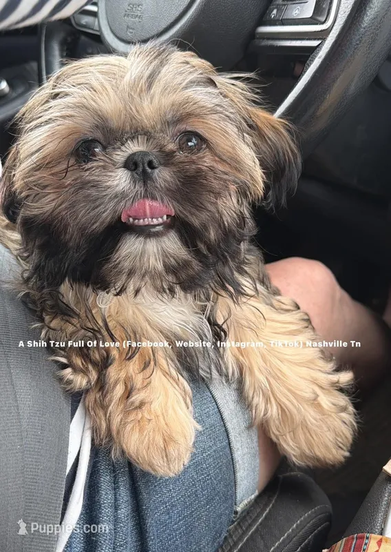 ** Tiny Princess Mila ** Stunning Little Girl & so so sweet!!  – Shih Tzu puppy for sale in Nashville, TN