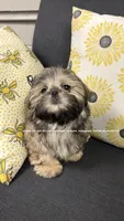 ** Prince William 🫅🏽 **, a male Shih Tzu for sale in Nashville, TN – 4 of 10