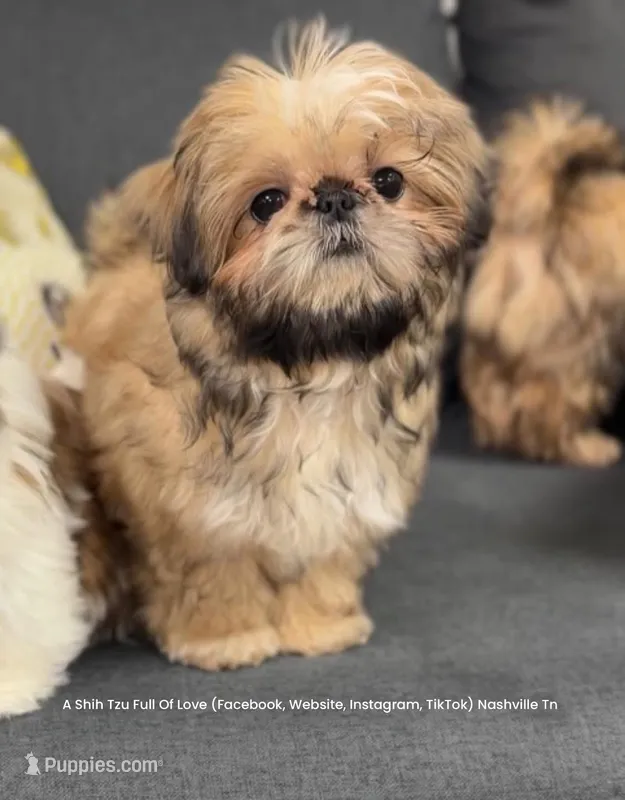 Sweetest little tiny boy ever !! Moose (video in ad) – Shih Tzu puppy for sale in Nashville, TN