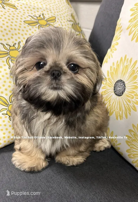 ** Prince William 🫅🏽 ** – Shih Tzu puppy for sale in Nashville, TN