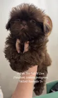 Tiny Sweet little Heidi !! **** VIDEO IN AD ****, a female Shih Tzu for sale in Nashville, TN – 10 of 10