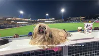 *SEE VIDEO* Prince William the snuggliest sweetheart ever!! , a male Shih Tzu for sale in Nashville, TN – 8 of 9
