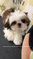 * Sweet Silly Ollie *, a male Shih Tzu for sale in Nashville, TN – 1 of 10